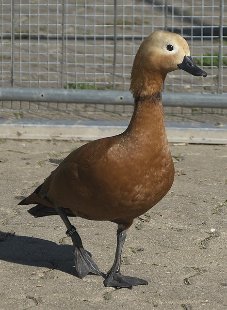 西部格局似